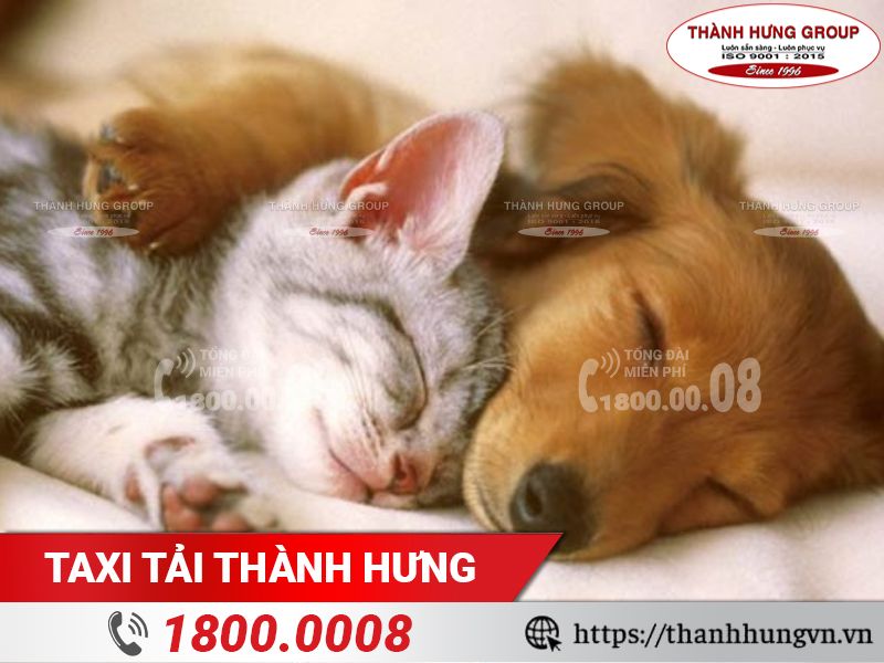Cần làm gì khi Kubet có thú cưng?