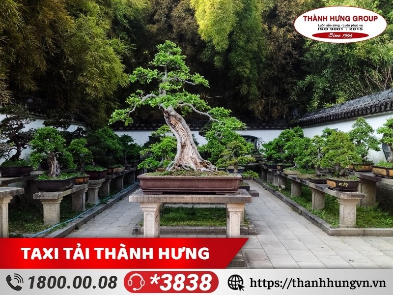 Dịch vụ - Kubet vận chuyển cây cảnh vận chuyển những loại cây nào?
