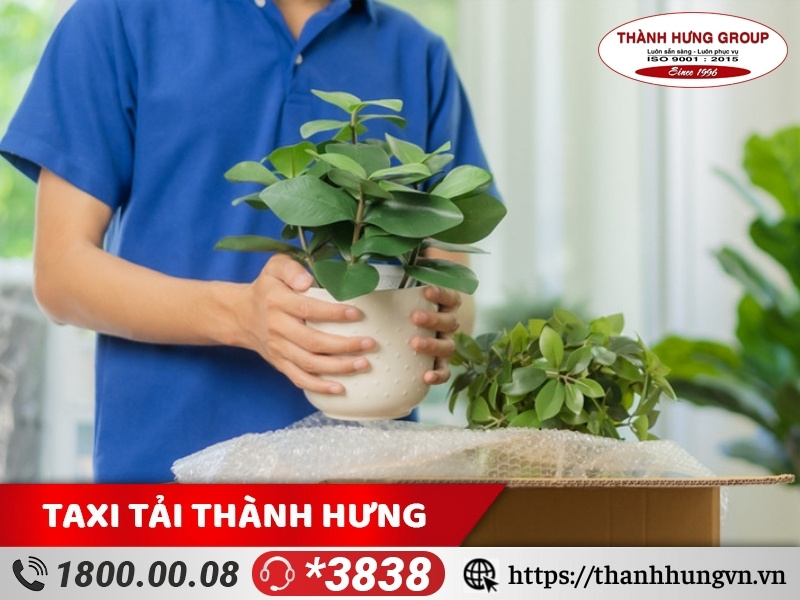 Cách đóng gói, bảo quản cây cảnh khi vận chuyển