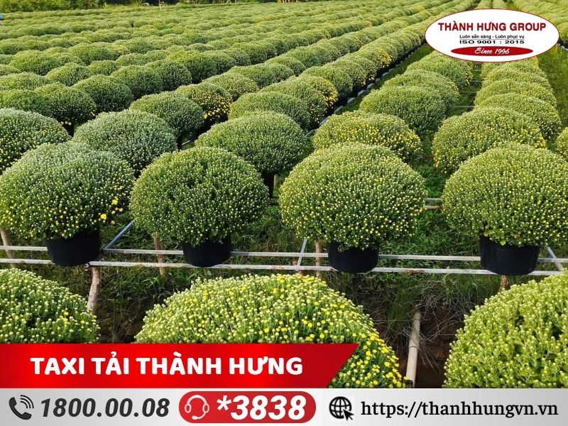 Quy trình vận chuyển hoa tươi dịp tết Ku casino