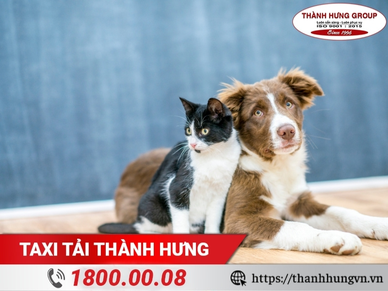 Thú cưng nên được gửi tại nhà người quen/cơ sở chăm sóc chuyên nghiệp khi Kubet.